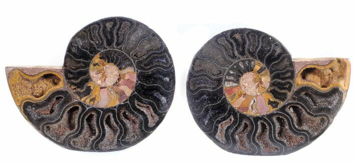 Split Black/Orange Ammonite Pair - Unusual Coloration #55582